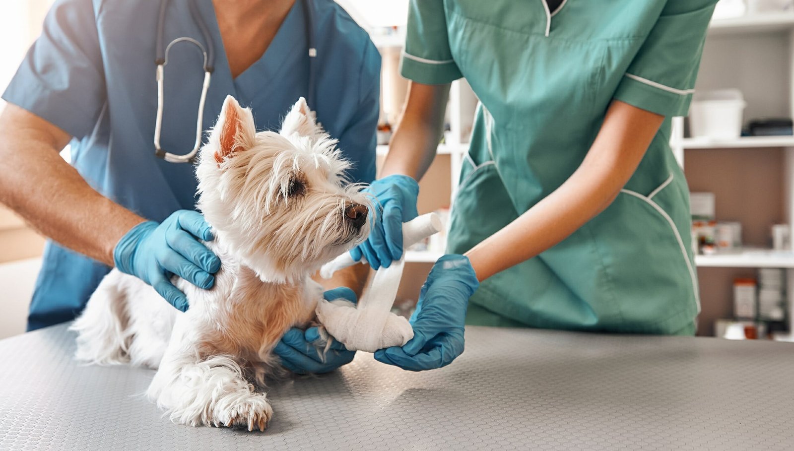 Happy pets with veterinarian in Noida