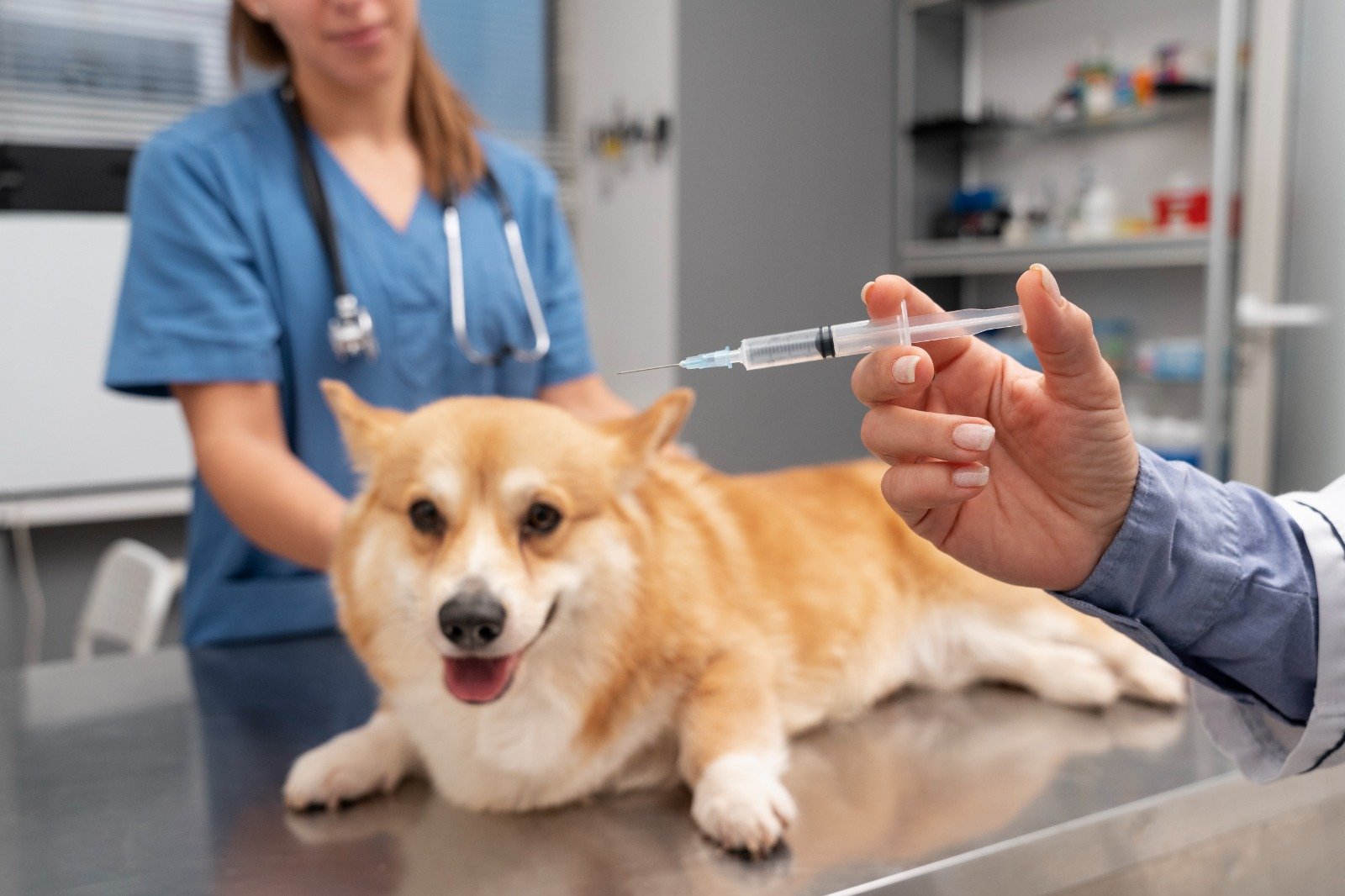 Contact Pet Well Vet clinic in Sector 104 Noida