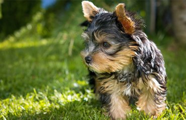 Pet supplements and medicines